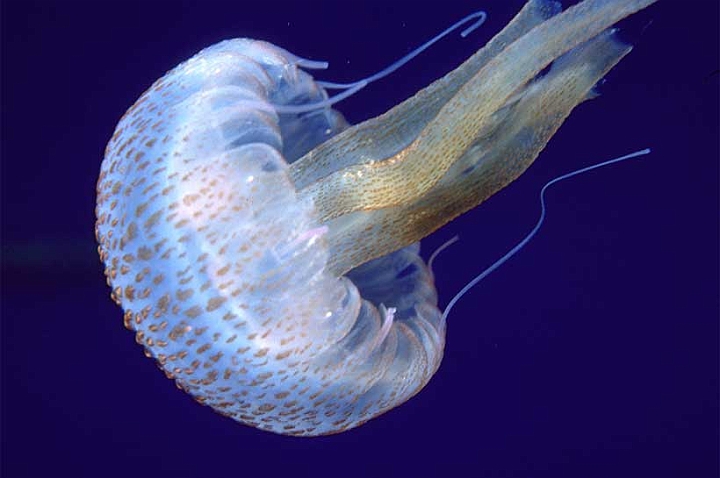 08 Pelagia noctiluca.jpg - ...è molto conosciuta dai bagnanti!